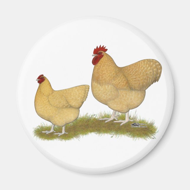 Íman Orpingtons Lemon Cuckoo (Frente)