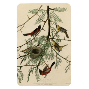 Íman Orquard Oriole das Aves da América de Audubon