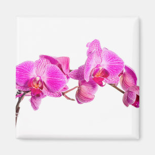 Íman Orquídea