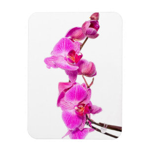Íman Orquídea