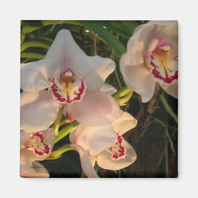 Íman Orquídea (Frente)