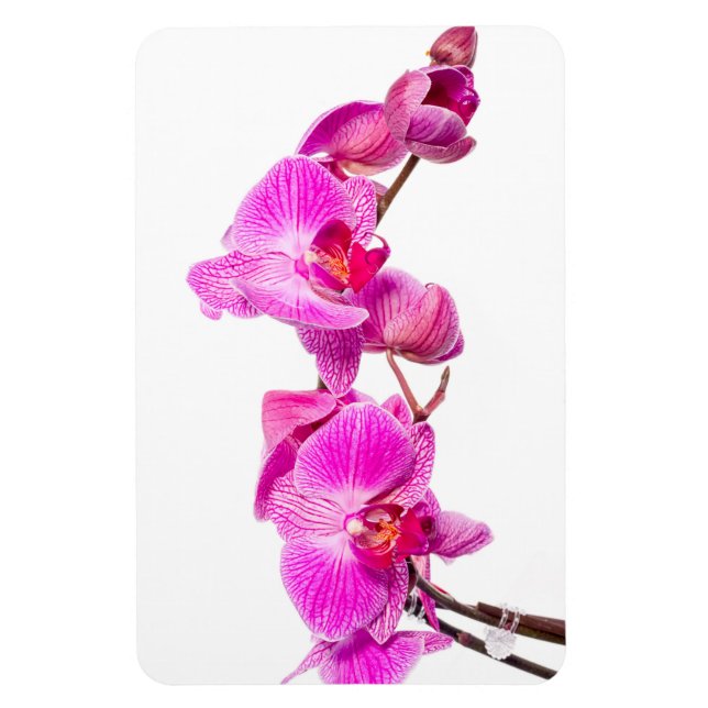 Íman Orquídea (Vertical)
