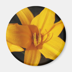 Íman Orquídea amarela