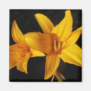Íman Orquídea amarela