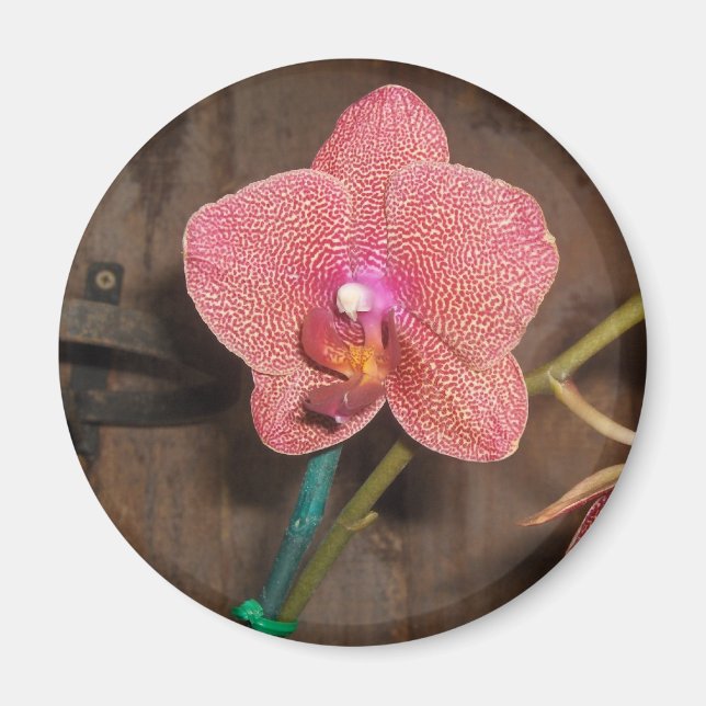 Íman orquídea avistada (Frente)