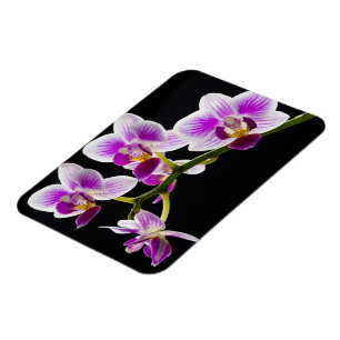 Íman Orquídea branca e roxa