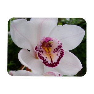 Íman Orquídea Branca I Linda Flor Tropical