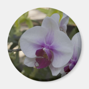 Íman Orquídea Branca Roxa Elegante