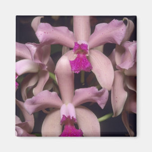 Íman Orquídea, (Cattleya amethystoglossa), Leste