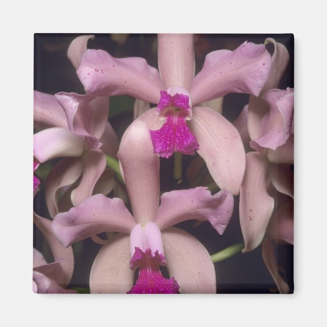 Íman Orquídea (Cattleya amethystoglossa), Leste (Frente)