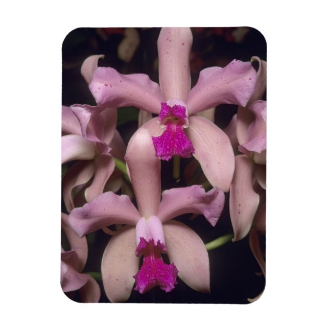 Íman Orquídea (Cattleya amethystoglossa), Leste (Vertical)