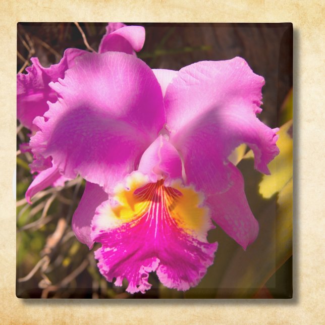 Íman Orquídea Cattleya Carmesim Rosa (Criador carregado)