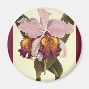 Íman Orquídea Cattleya Roxa Vintage, Flores Tropicais