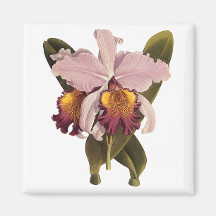 Íman Orquídea Cattleya Roxa Vintage, Flores Tropicais