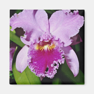 Íman Orquídea, cattleya trianae (b c michaelangelo)