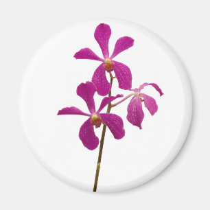 Íman Orquídea cor-de-rosa