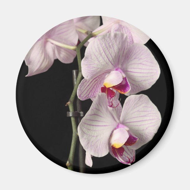 Íman Orquídea da palaenopse (Frente)