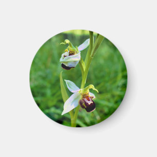 Íman Orquídea de abelhas