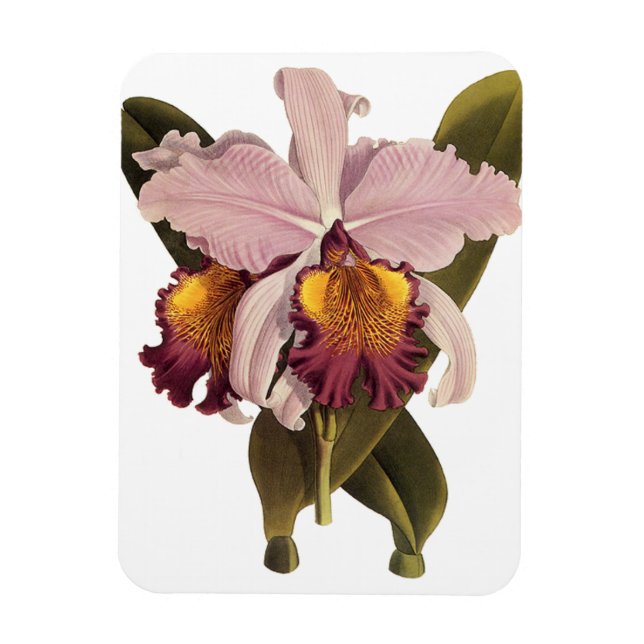 Íman Orquídea de Cattleya Roxo, Flores Tropicais (Vertical)