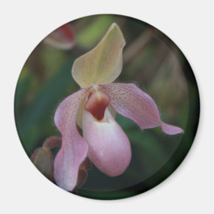 Íman Orquídea de deslizador de senhora cor-de-rosa