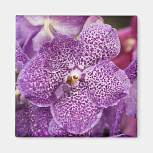 Íman Orquídea de Vanda
