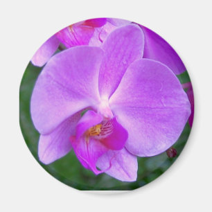 Íman Orquídea do Phalaenopsis da lavanda