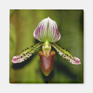 Íman Orquídea estonteante