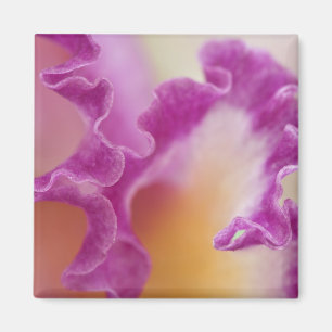 Íman Orquídea híbrida close-up, Delray Beach, Flórida
