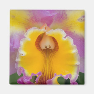 Íman Orquídea híbrida, Flórida