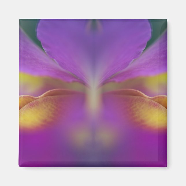 Íman Orquídea híbrida, Flórida 2 (Frente)