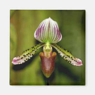 Íman Orquídea impressionante