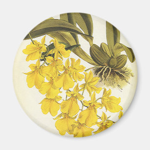 Íman Orquídea Oncidium Amarela Vintage, Flores Tropicai
