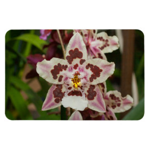 Íman Orquídea Phalaenopsis Multicolor Incrível