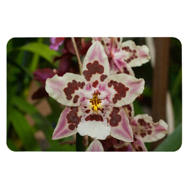 Íman Orquídea Phalaenopsis Multicolor Incrível (Horizontal)