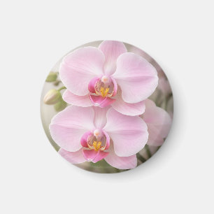 Íman Orquídea Phalaenopsis Rosa Suave