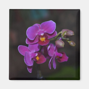Íman Orquídea púrpura da Flor Magnet