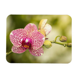 Íman Orquídea rosa