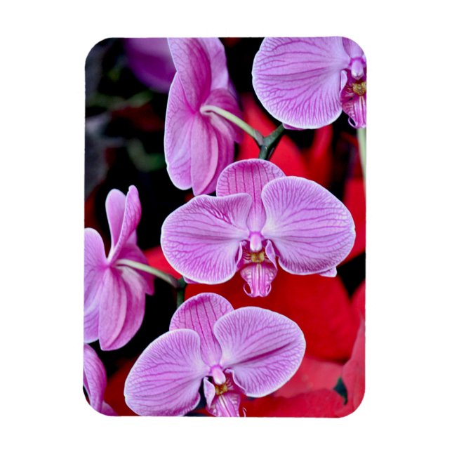 Íman Orquídea rosa impressão (Vertical)