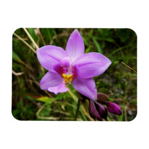 Íman Orquídea Selvagem Roxa Flor Tropical