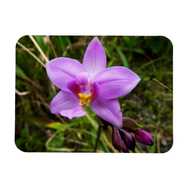 Íman Orquídea Selvagem Roxa Flor Tropical (Horizontal)