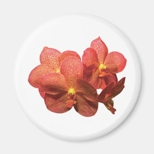 Íman Orquídeas alaranjadas manchadas