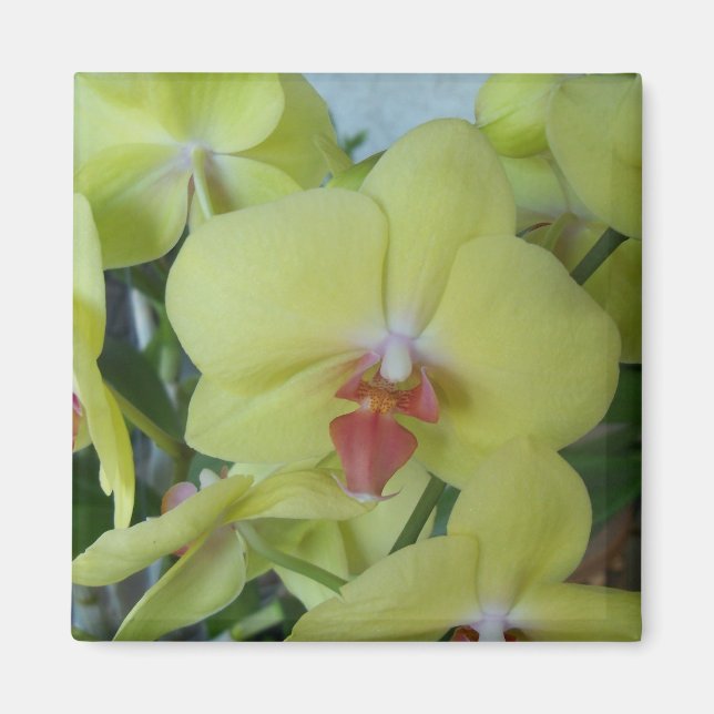 Íman Orquídeas amarelas (Frente)