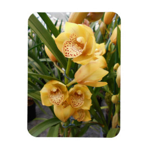 Íman Orquídeas amarelas do Cymbidium