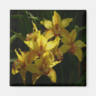 Íman Orquídeas Amarelas Sunlitivas Floral