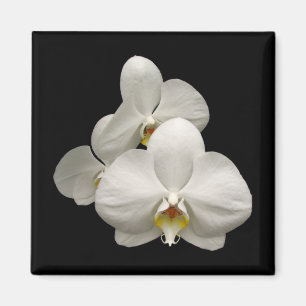 Íman Orquídeas brancas