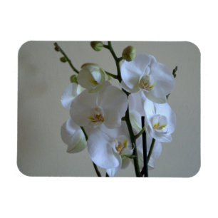 Íman Orquídeas brancas