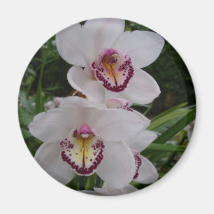 Íman Orquídeas Brancas Lindas Flores Tropicais