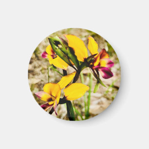 Íman Orquídeas de burro