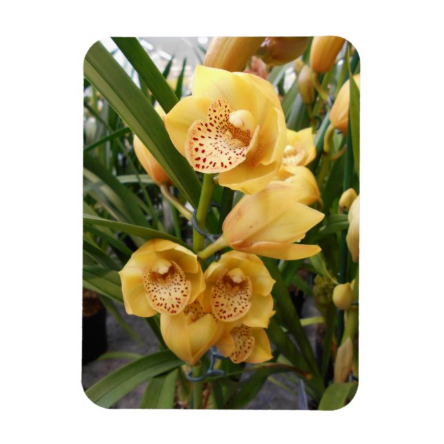 Íman Orquídeas de Cymbidium Amarelas (Vertical)