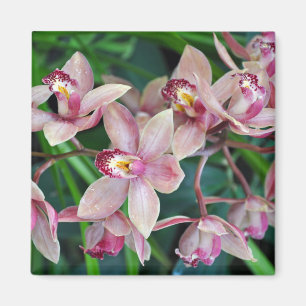 Íman Orquídeas de mariposa rosa